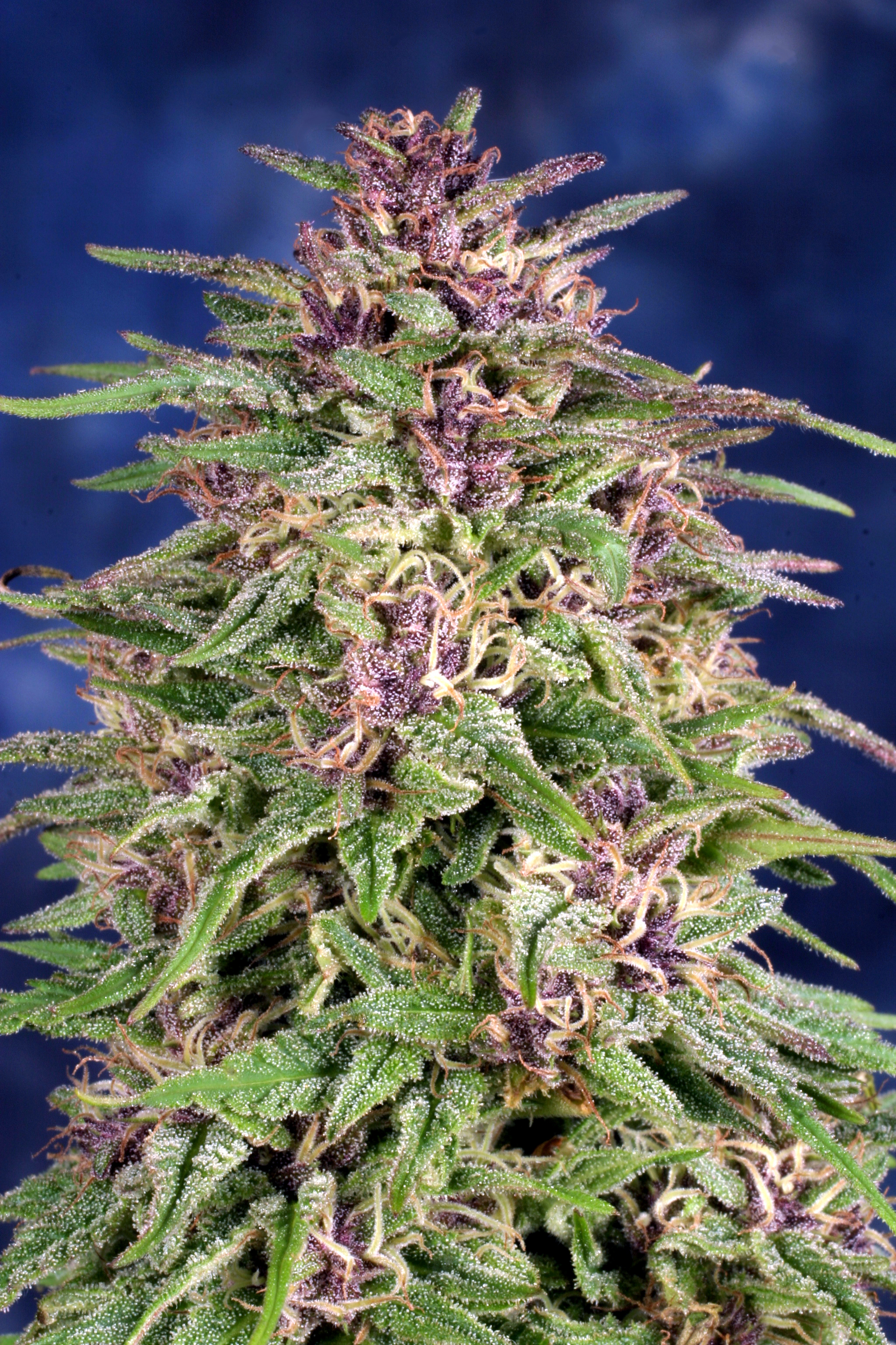 Dutch Passion - Frisian Dew (fem.)