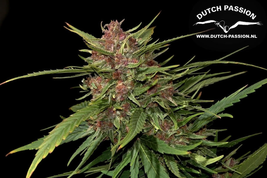 Dutch Passion - Frisian Dew (fem.)