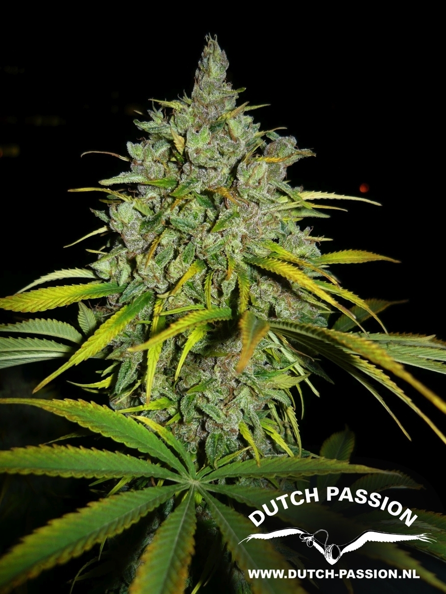 Dutch Passion - Frisian Dew (fem.)