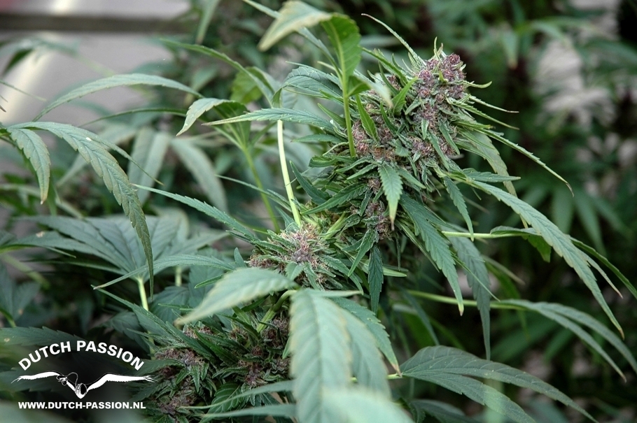 Dutch Passion - Frisian Dew (fem.)