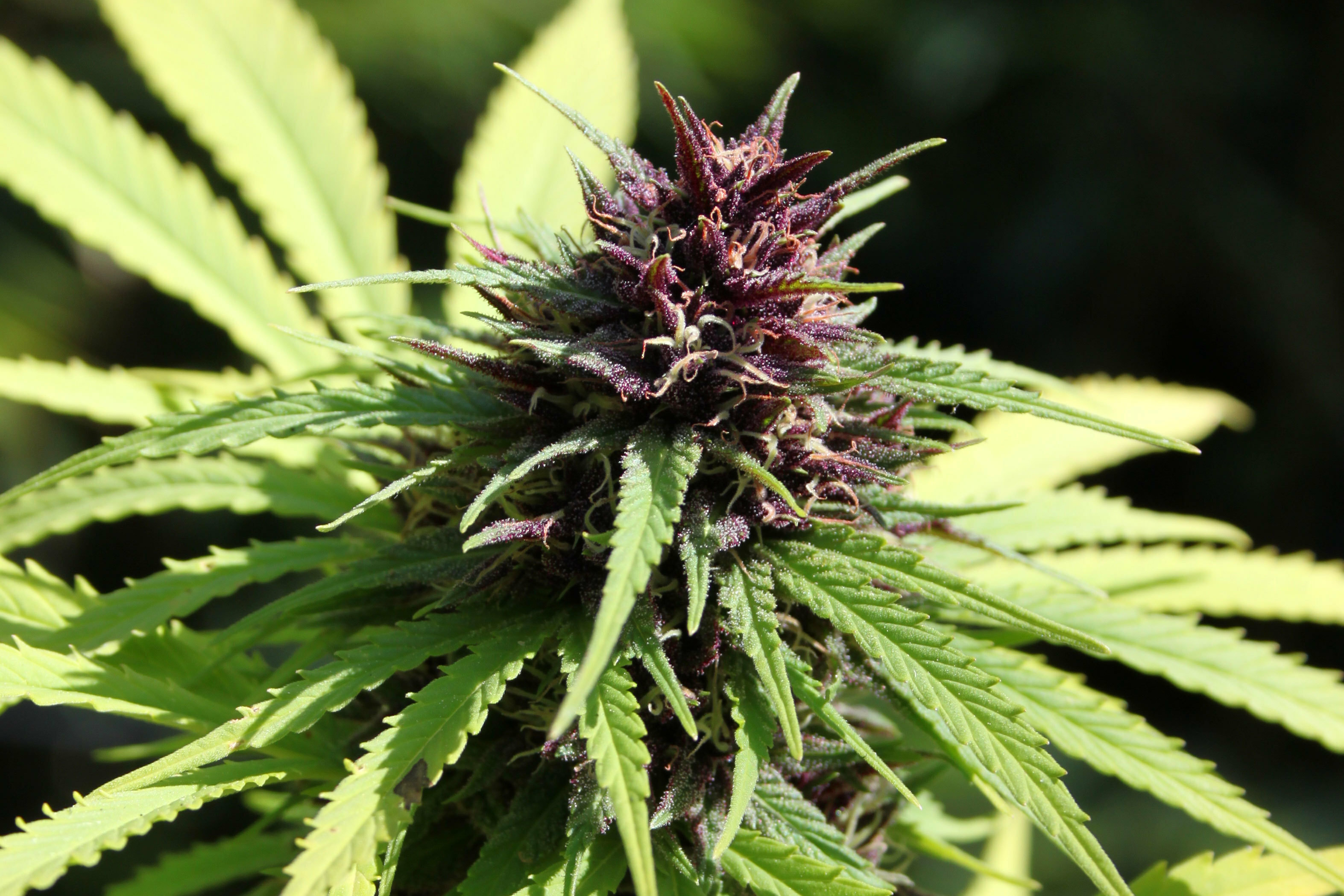 Dutch Passion - Frisian Dew (fem.)
