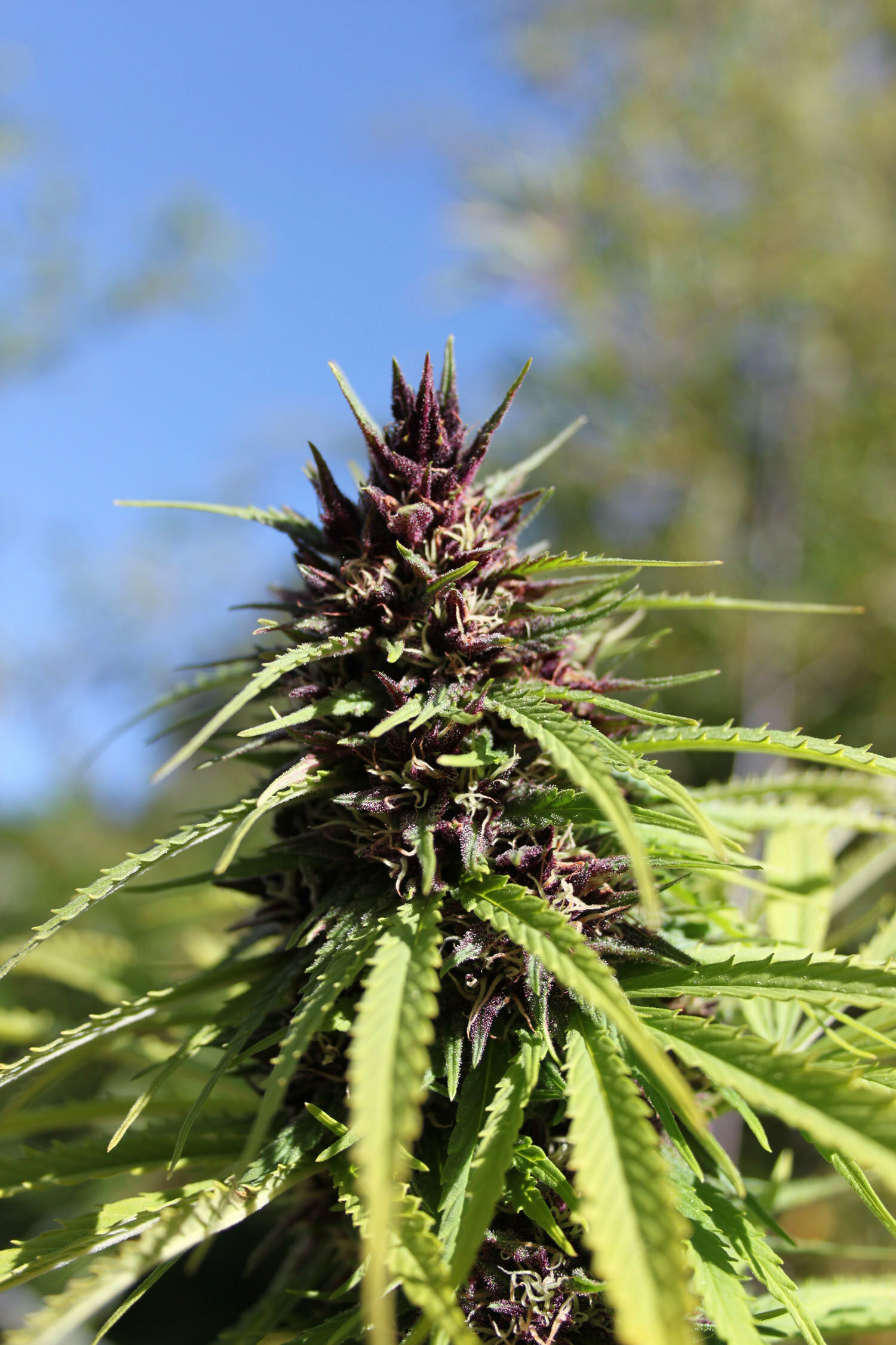 Dutch Passion - Frisian Dew (fem.)