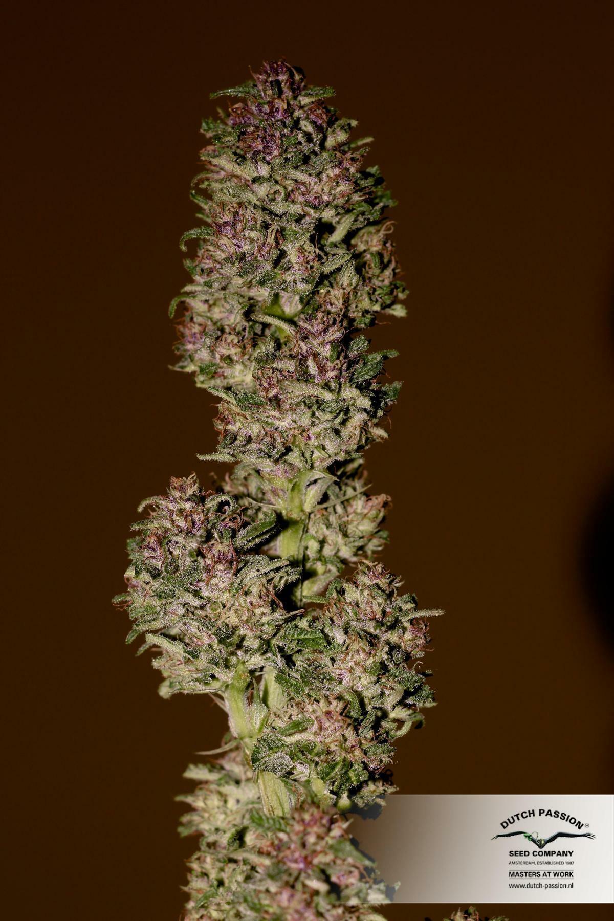 Dutch Passion - Frisian Dew (fem.)