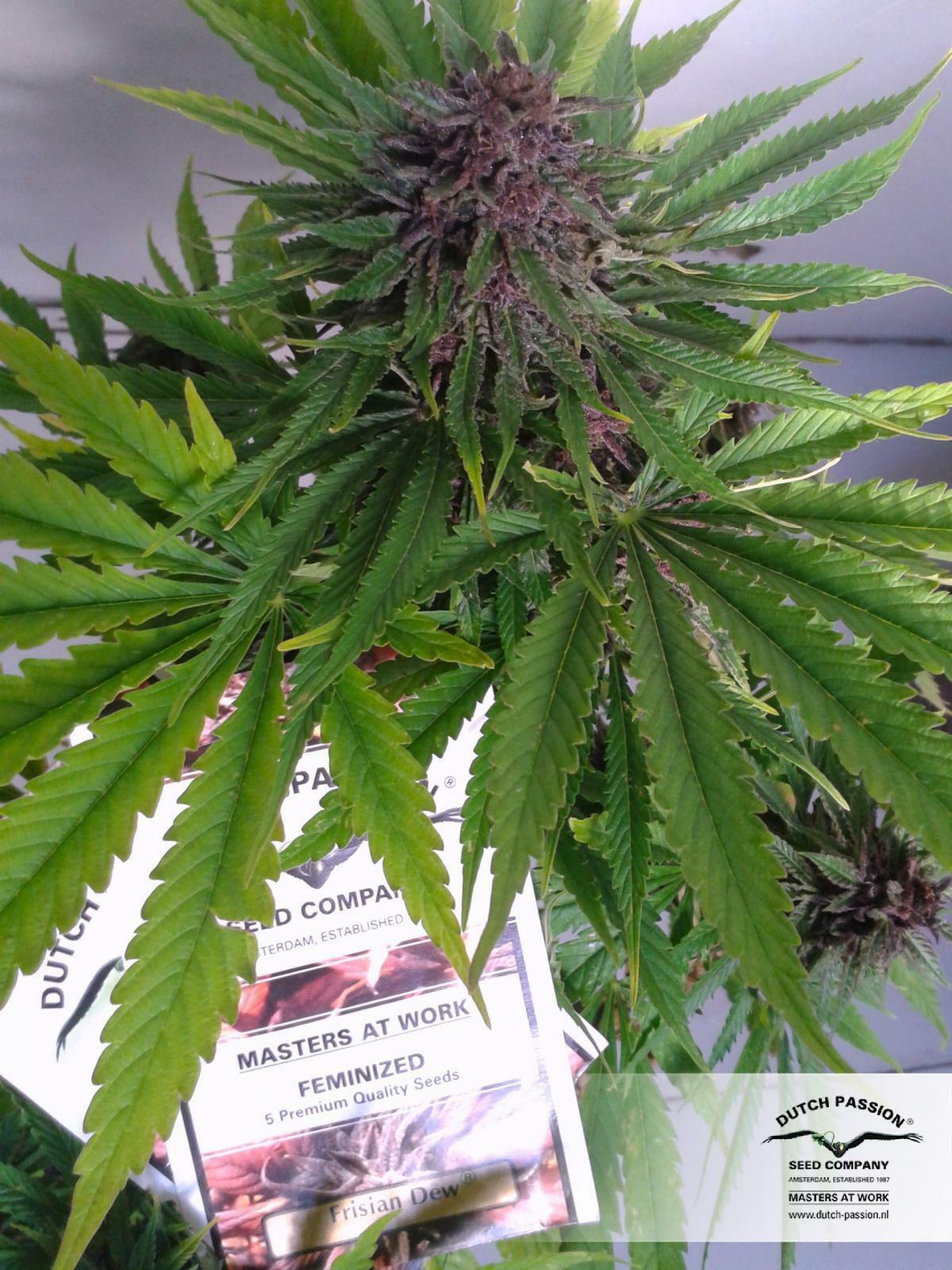 Dutch Passion - Frisian Dew (fem.)
