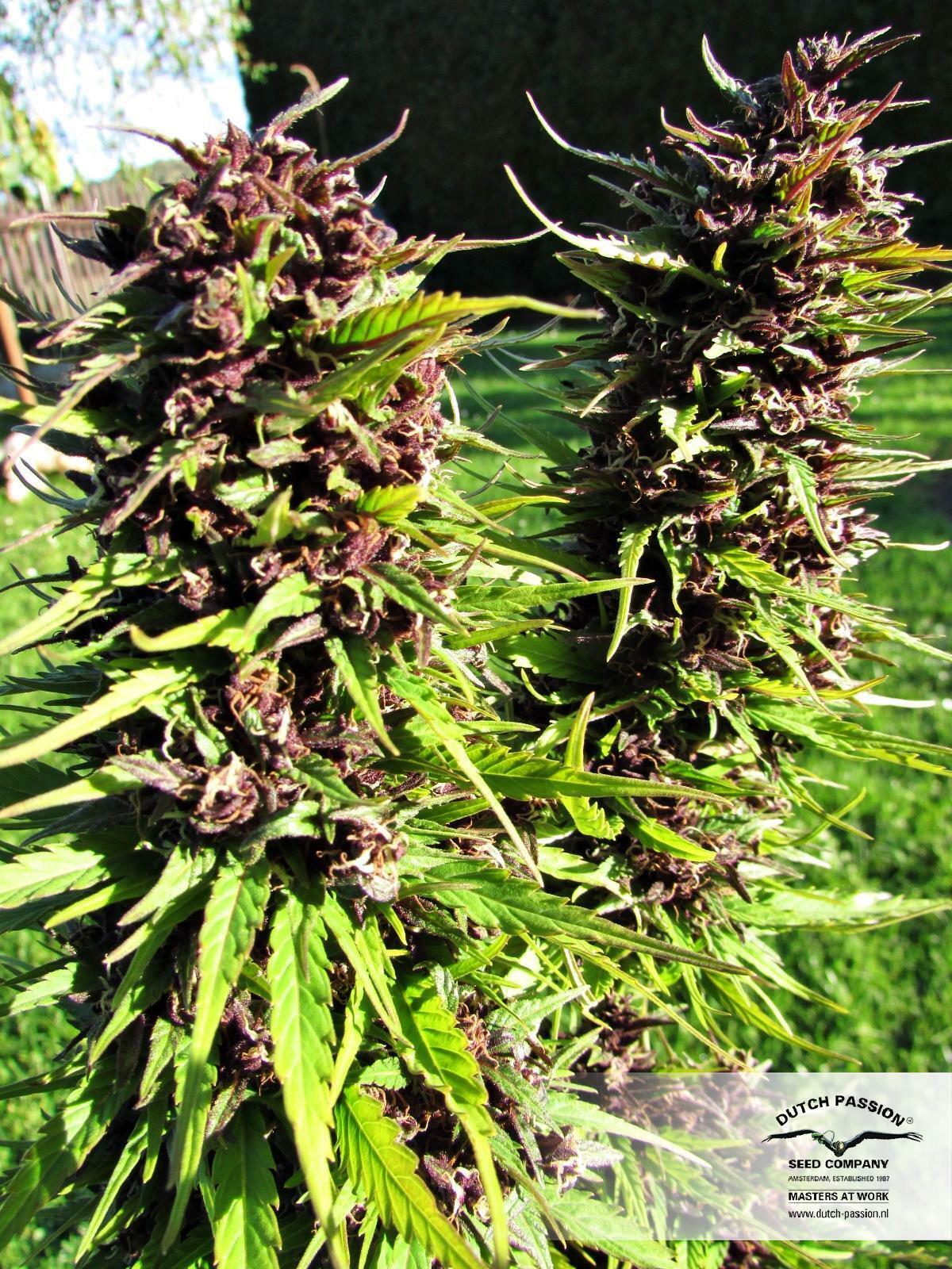 Dutch Passion - Frisian Dew (fem.)