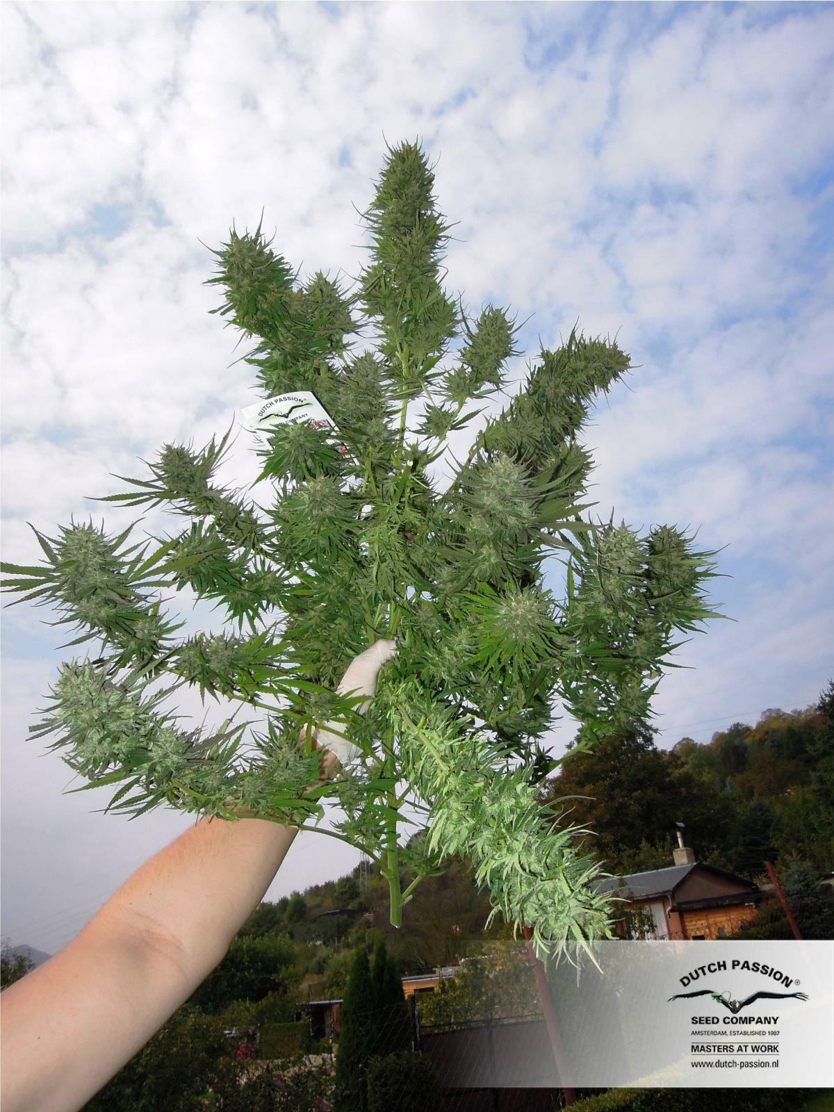 Dutch Passion - Frisian Dew (fem.)