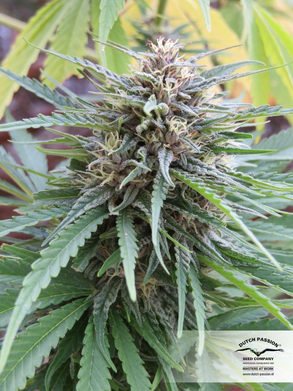 Dutch Passion - Frisian Dew (fem.)