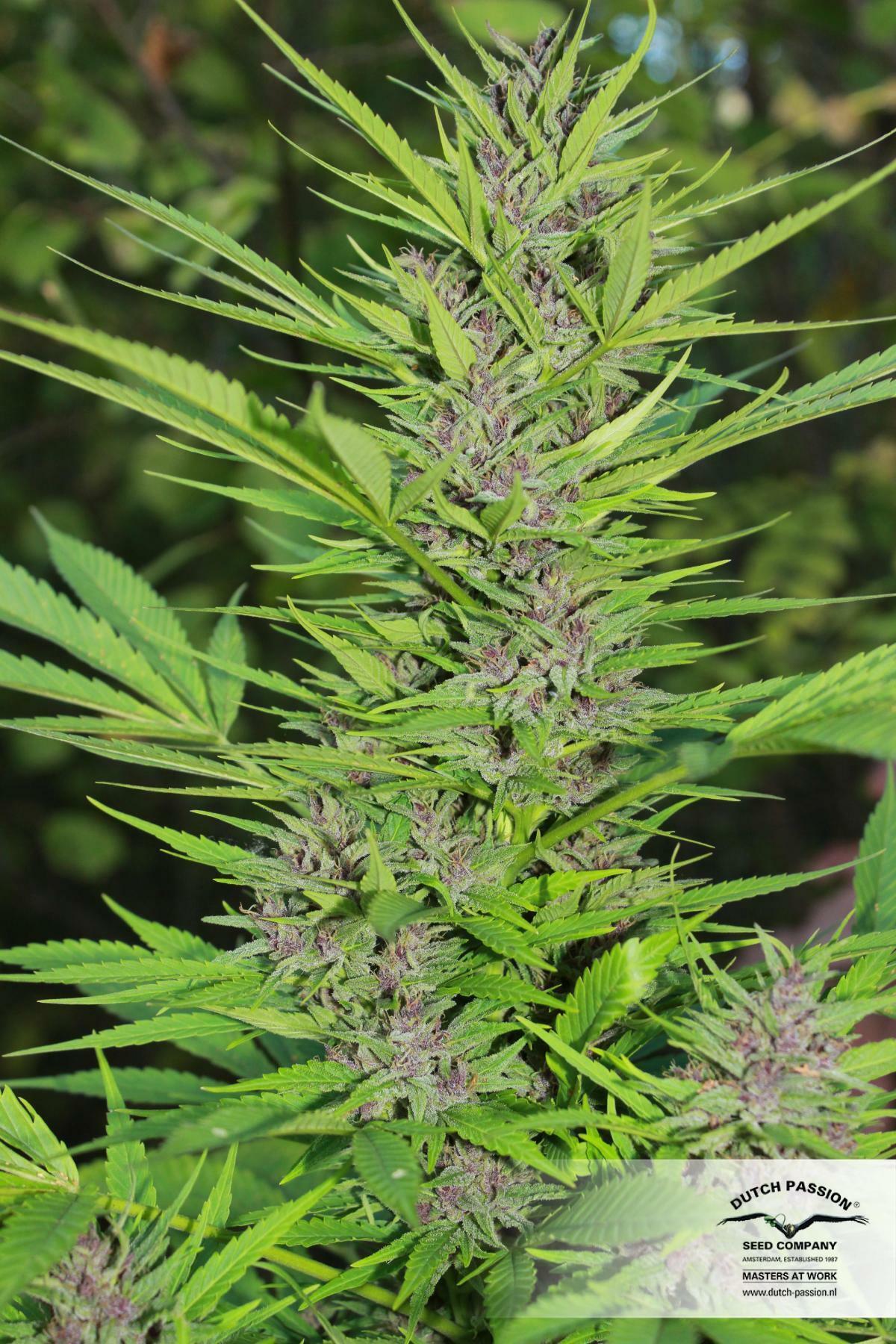 Dutch Passion - Frisian Dew (fem.)