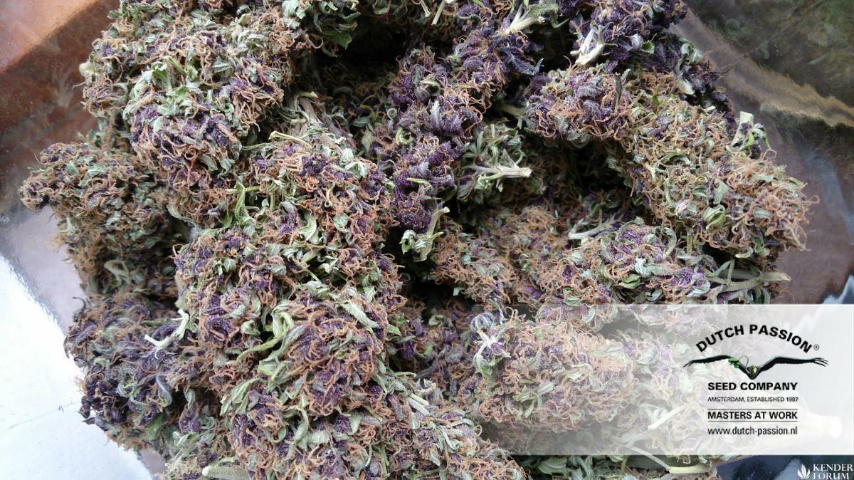Dutch Passion - Frisian Dew (fem.)