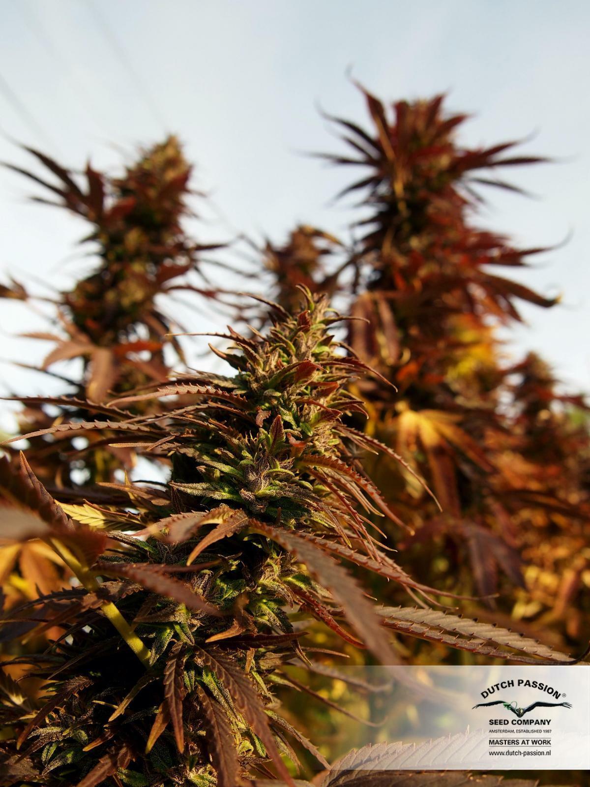 Dutch Passion - Frisian Dew (fem.)