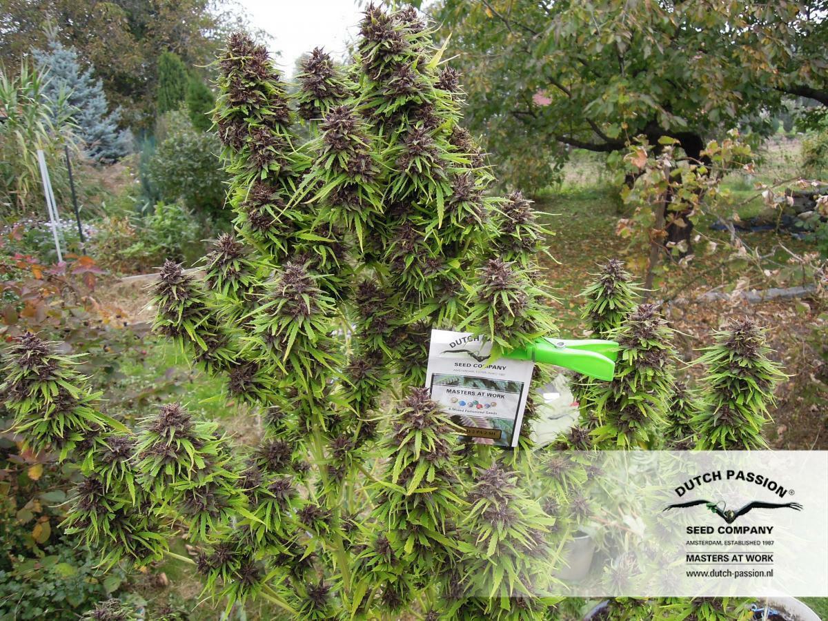 Dutch Passion - Frisian Dew (fem.)