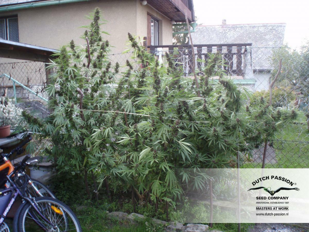 Dutch Passion - Frisian Dew (fem.)