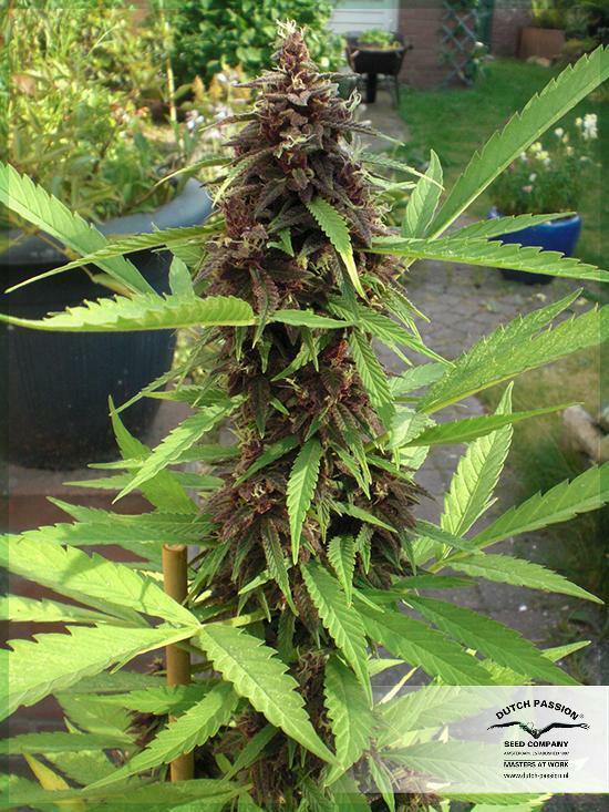Dutch Passion - Frisian Dew (fem.)