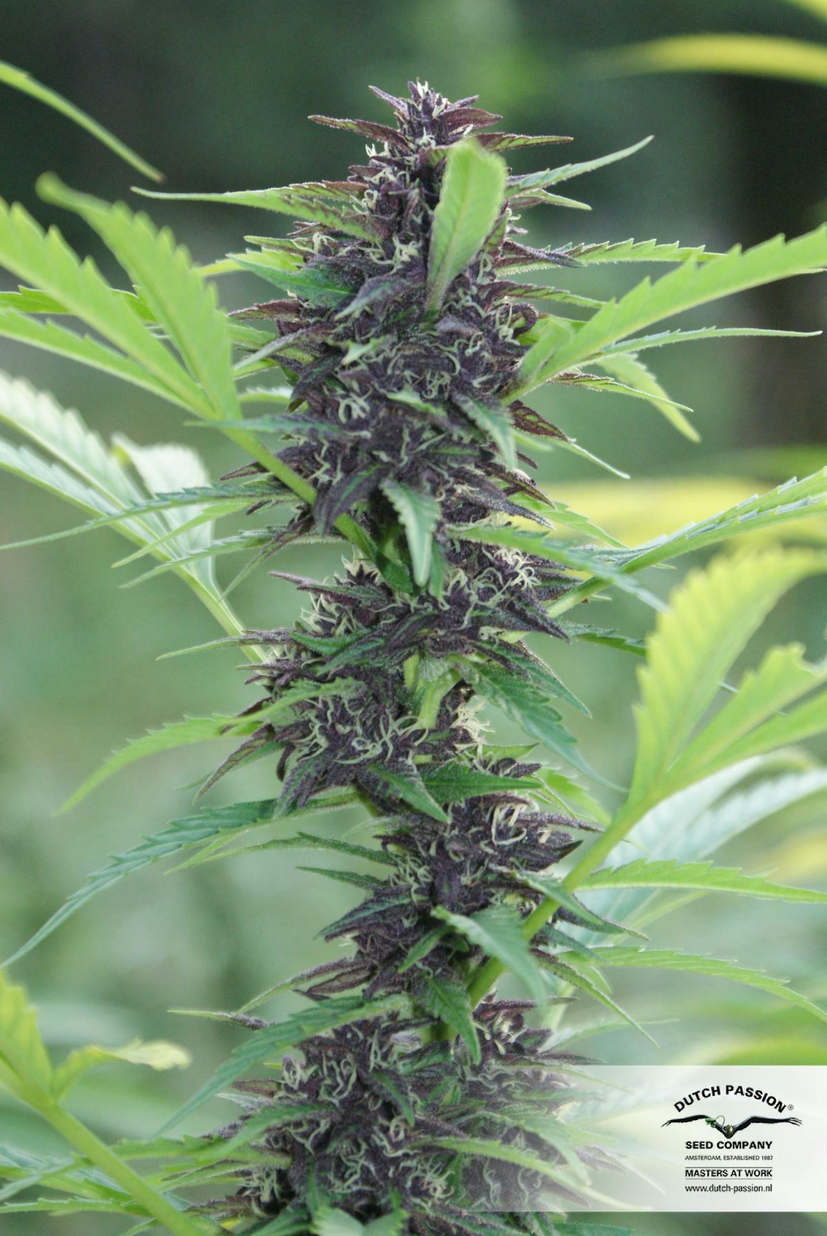 Dutch Passion - Frisian Dew (fem.)