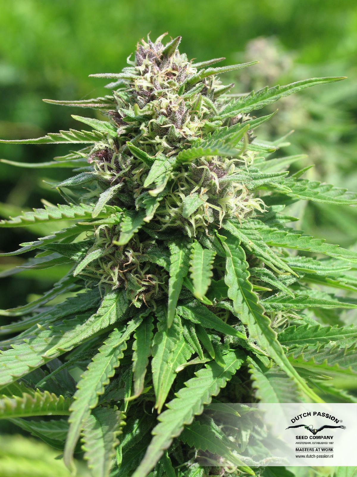 Dutch Passion - Frisian Dew (fem.)