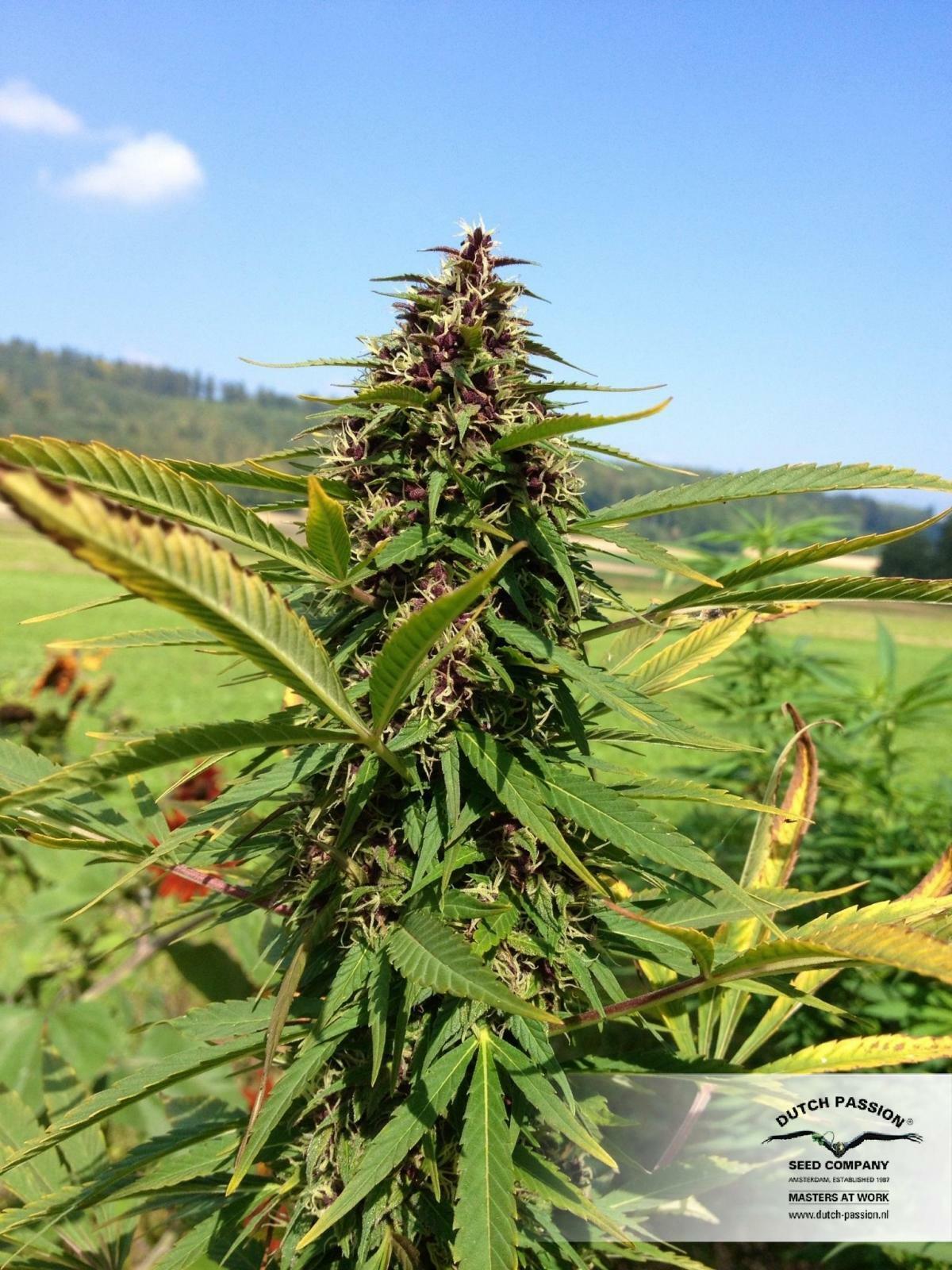 Dutch Passion - Frisian Dew (fem.)