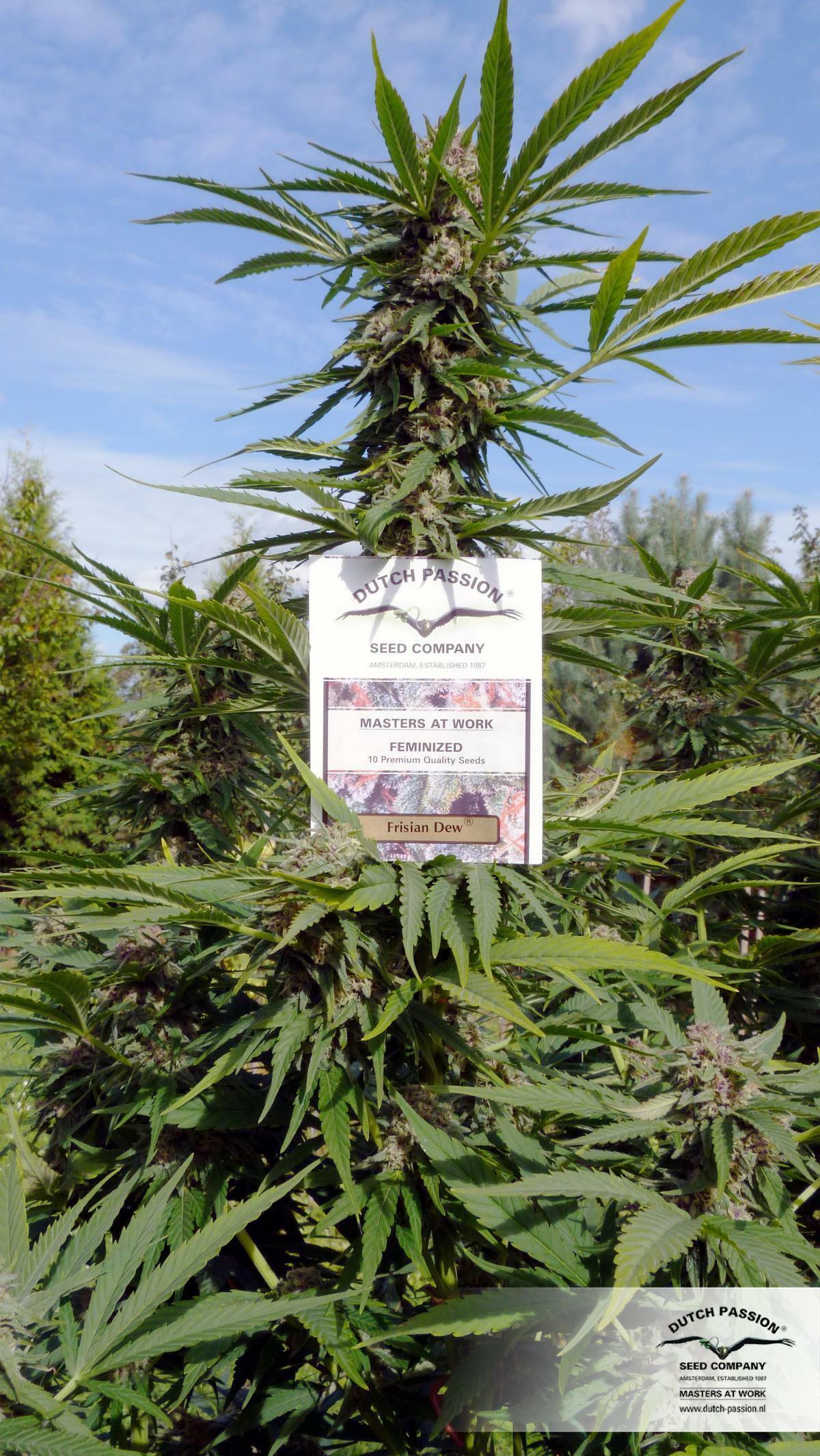 Dutch Passion - Frisian Dew (fem.)