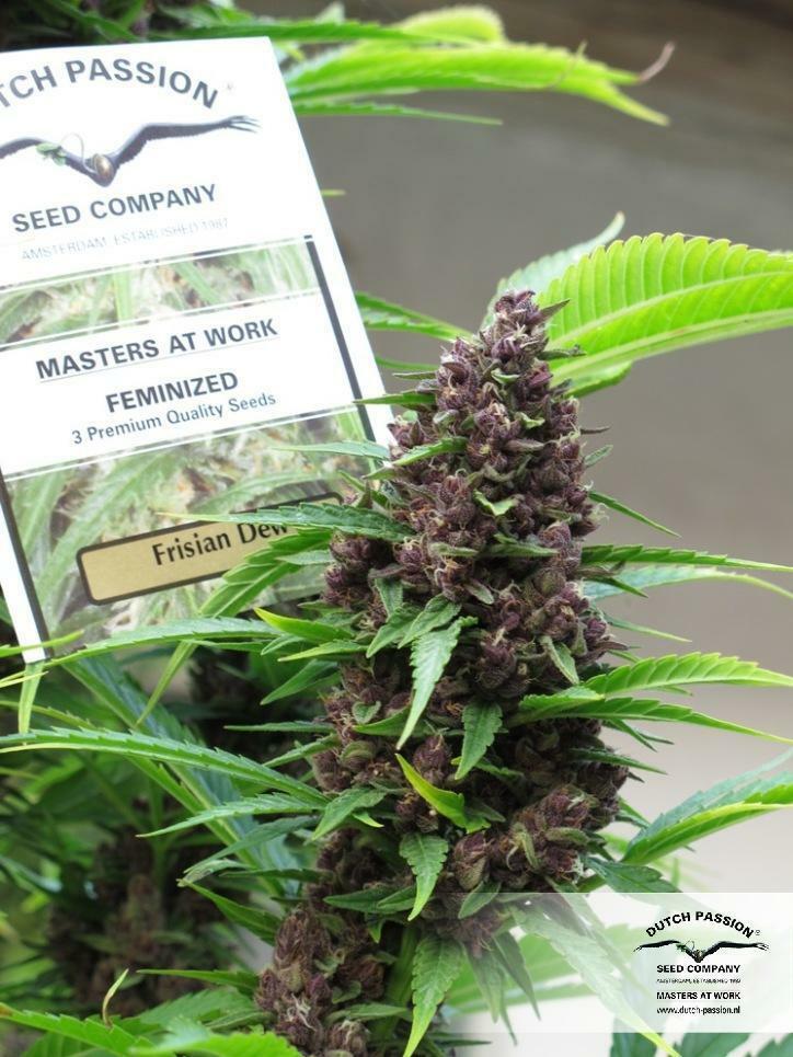 Dutch Passion - Frisian Dew (fem.)