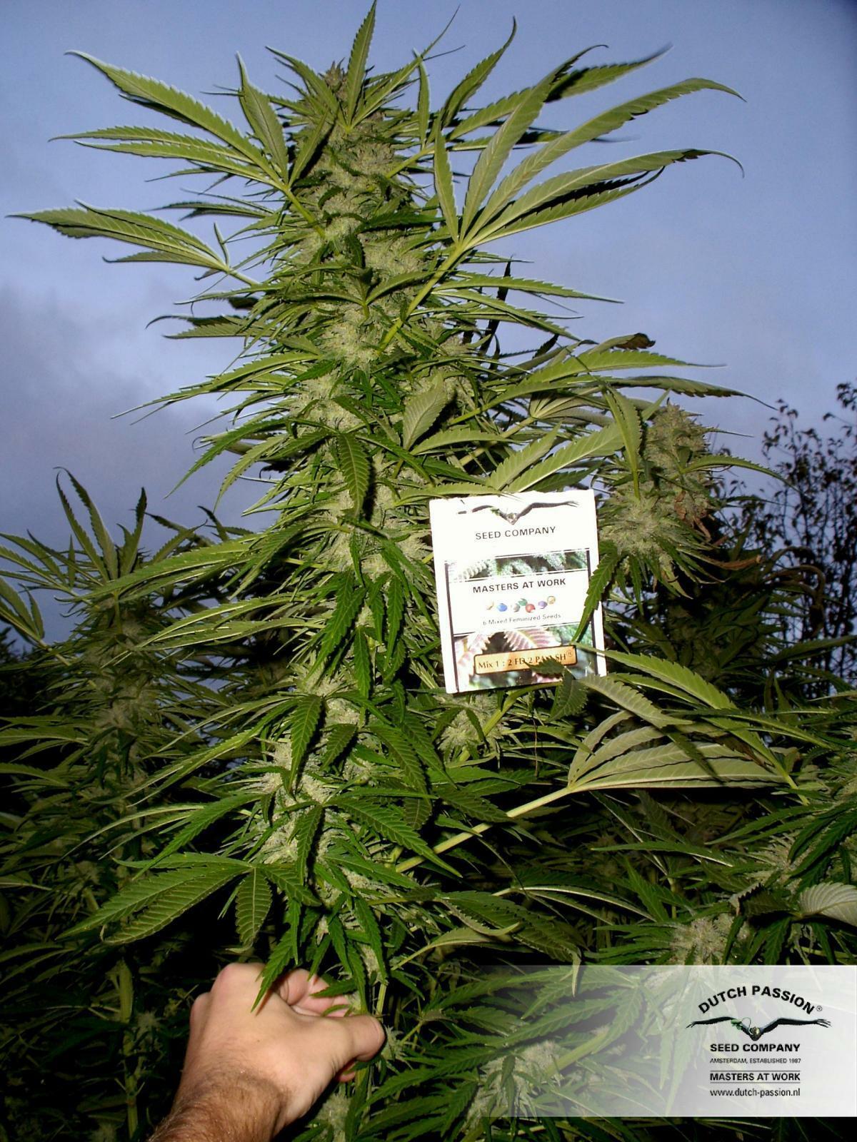 Dutch Passion - Frisian Dew (fem.)