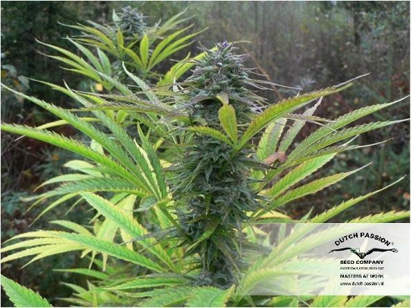 Dutch Passion - Frisian Dew (fem.)