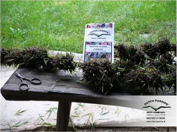 Dutch Passion - Frisian Dew (fem.)