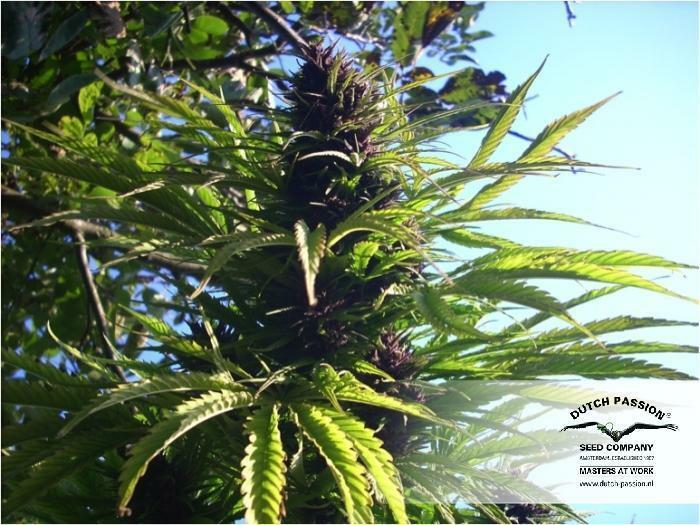 Dutch Passion - Frisian Dew (fem.)