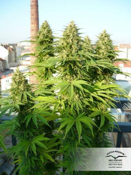 Dutch Passion - Frisian Dew (fem.)
