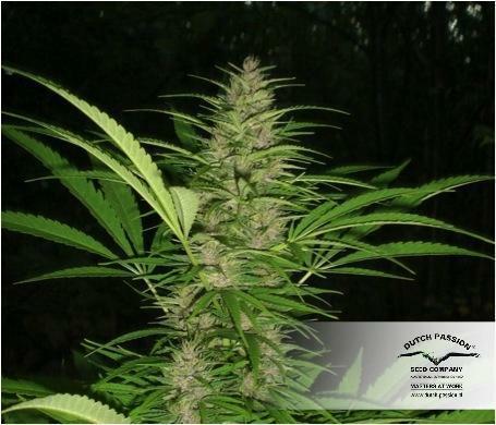 Dutch Passion - Frisian Dew (fem.)