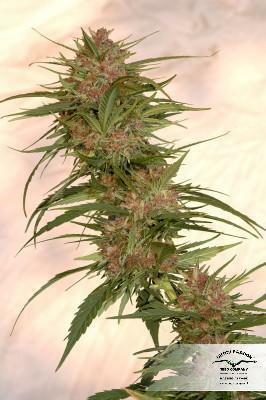 Dutch Passion - Frisian Dew (fem.)