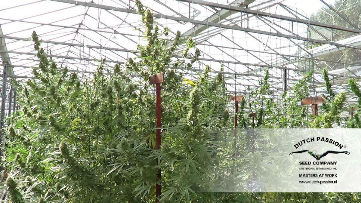 Dutch Passion - Frisian Dew (fem.)