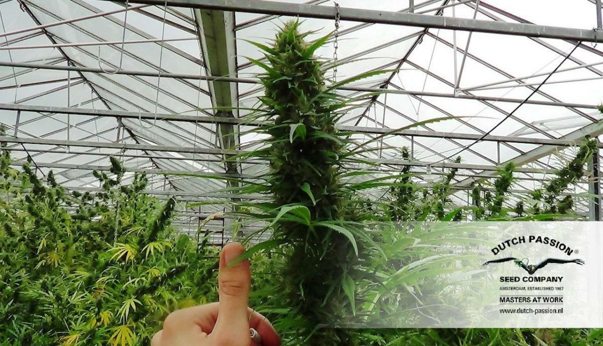 Dutch Passion - Frisian Dew (fem.)