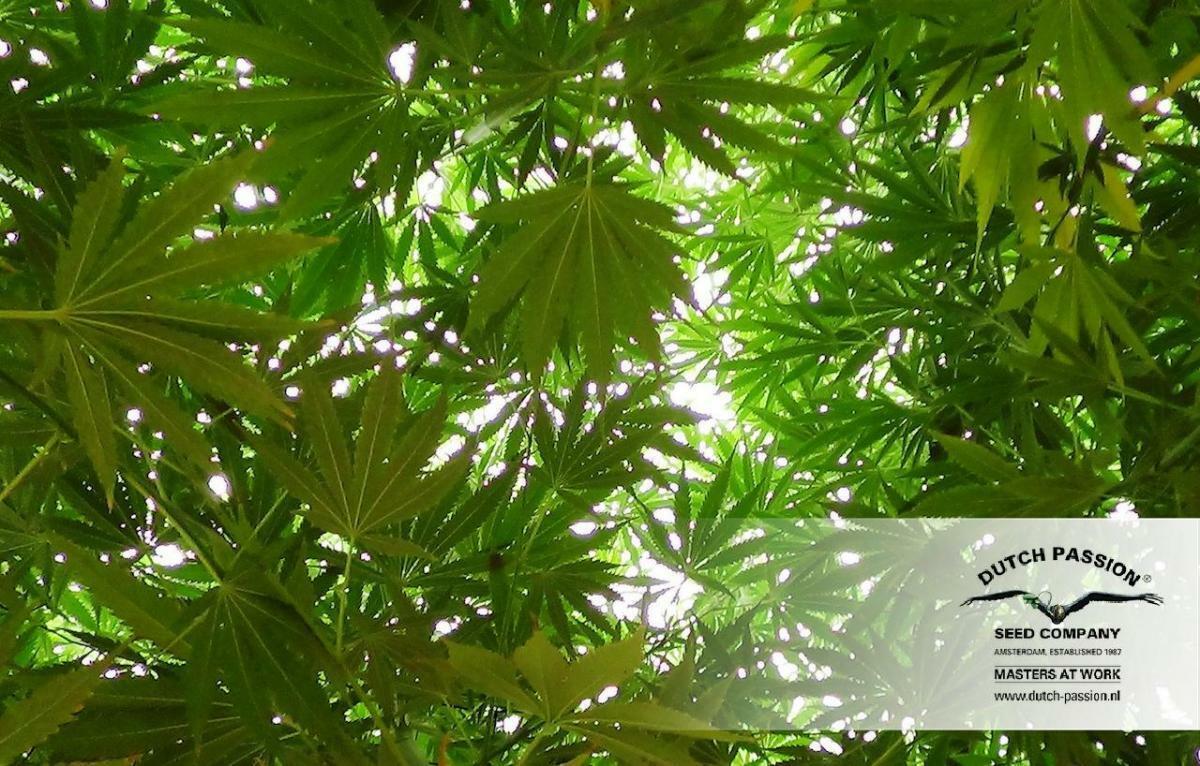 Dutch Passion - Frisian Dew (fem.)