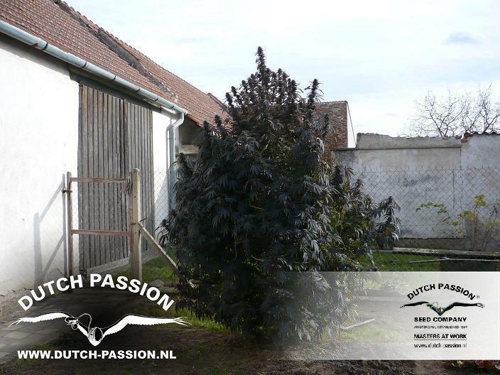 Dutch Passion - Frisian Dew (fem.)