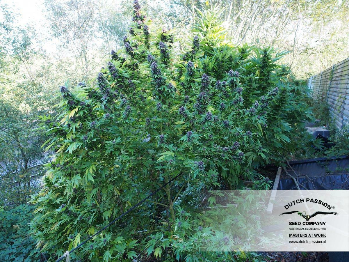 Dutch Passion - Frisian Dew (fem.)