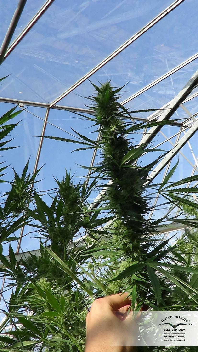 Dutch Passion - Frisian Dew (fem.)