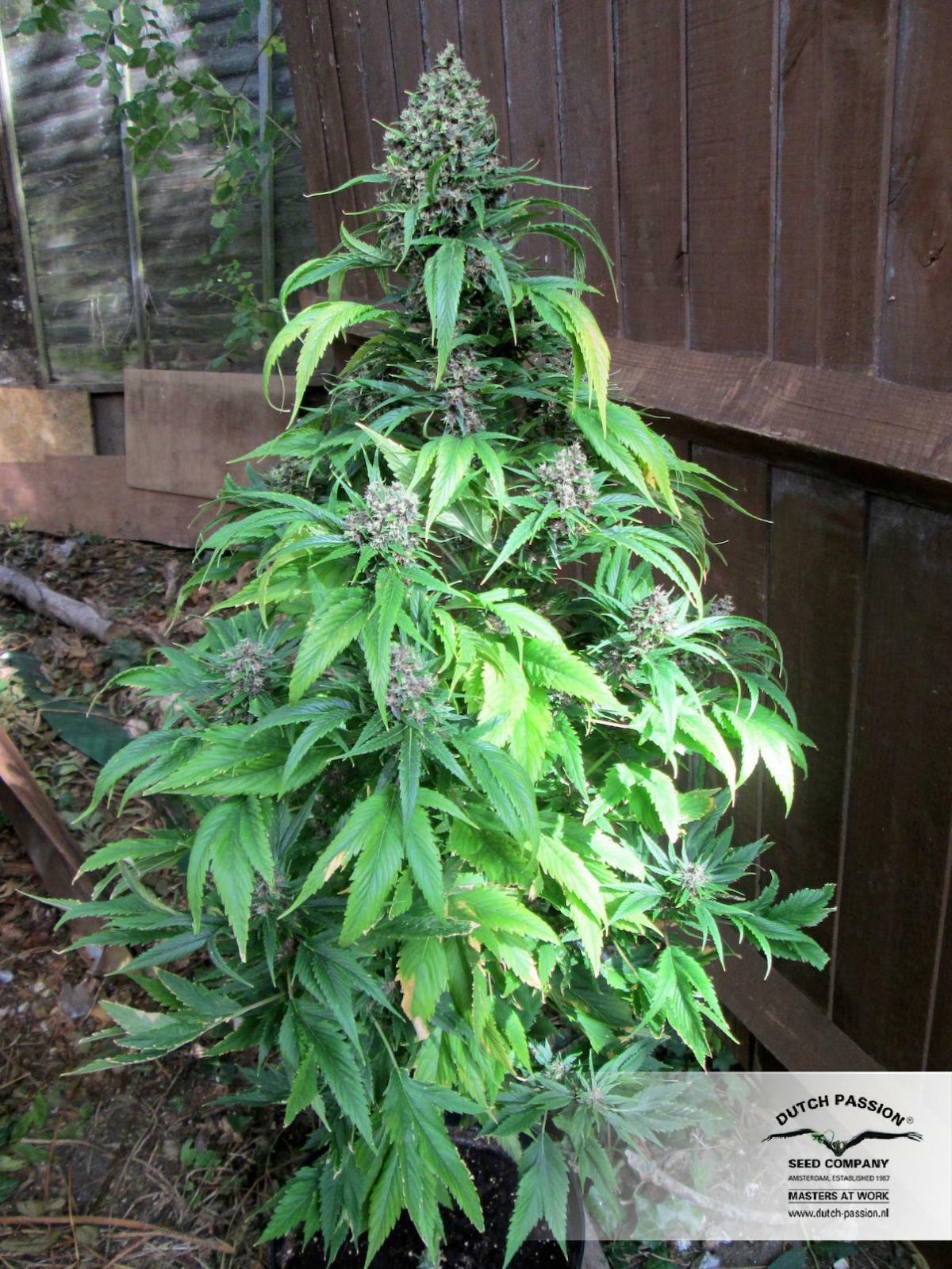 Dutch Passion - Frisian Dew (fem.)