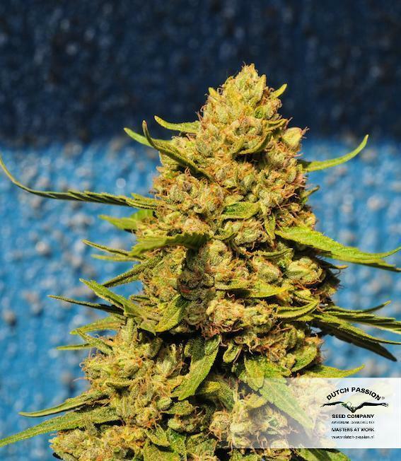 Dutch Passion - Frisian Dew (fem.)