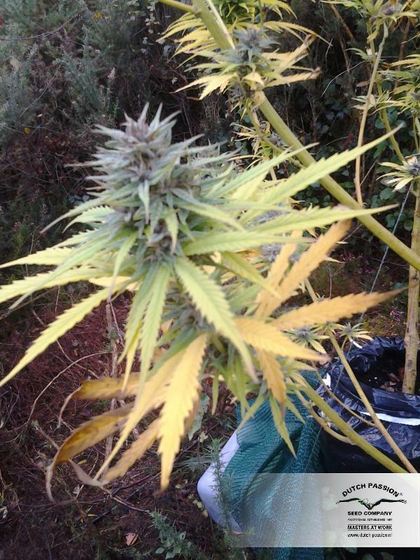Dutch Passion - Frisian Dew (fem.)