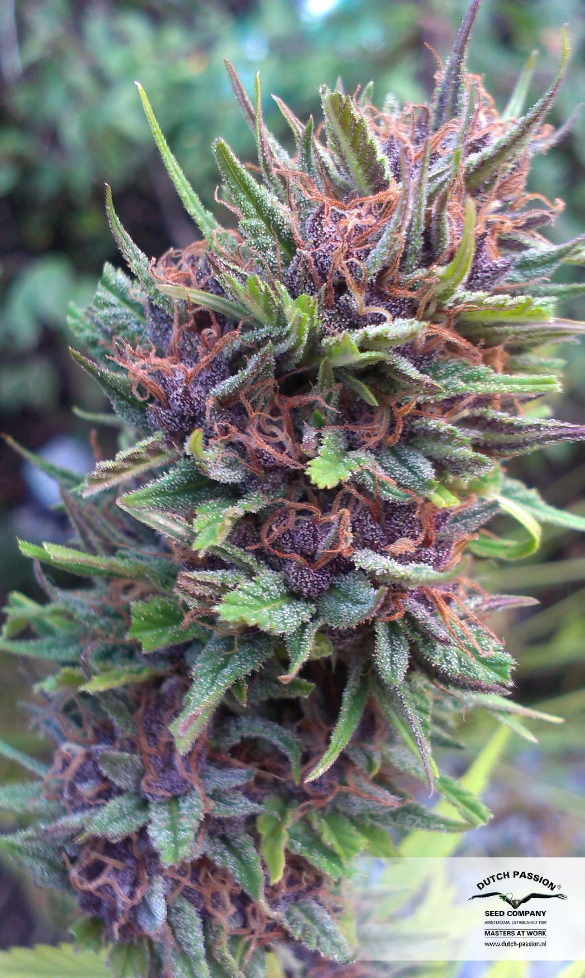 Dutch Passion - Frisian Dew (fem.)