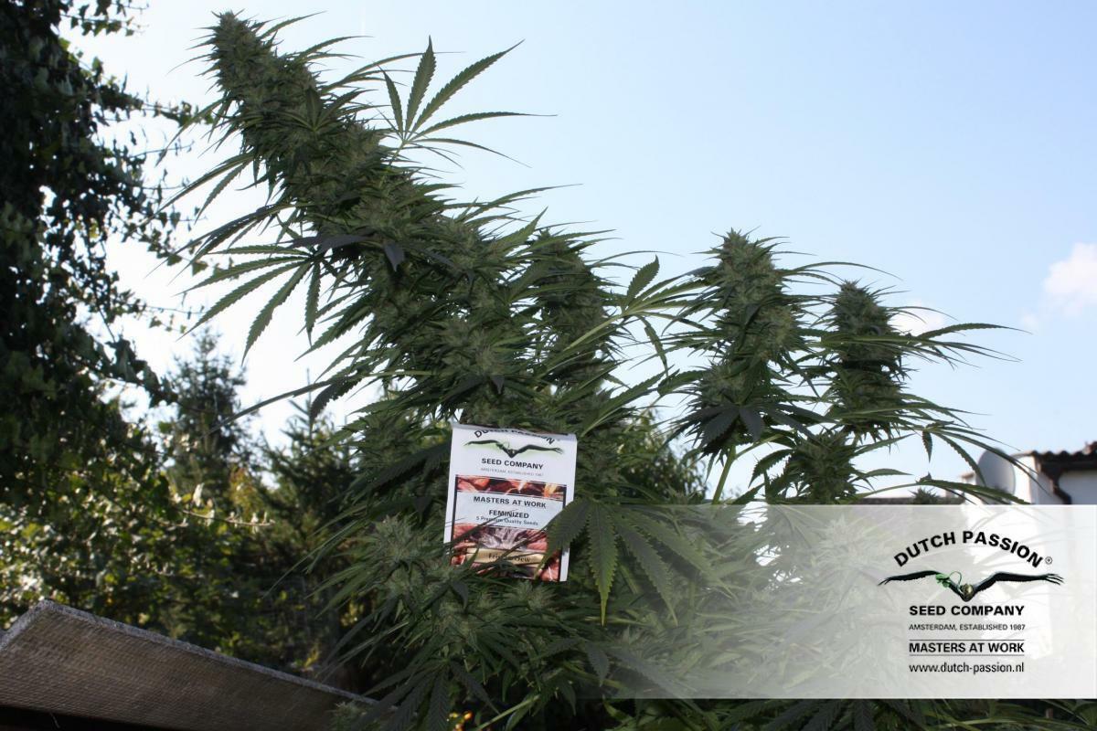 Dutch Passion - Frisian Dew (fem.)