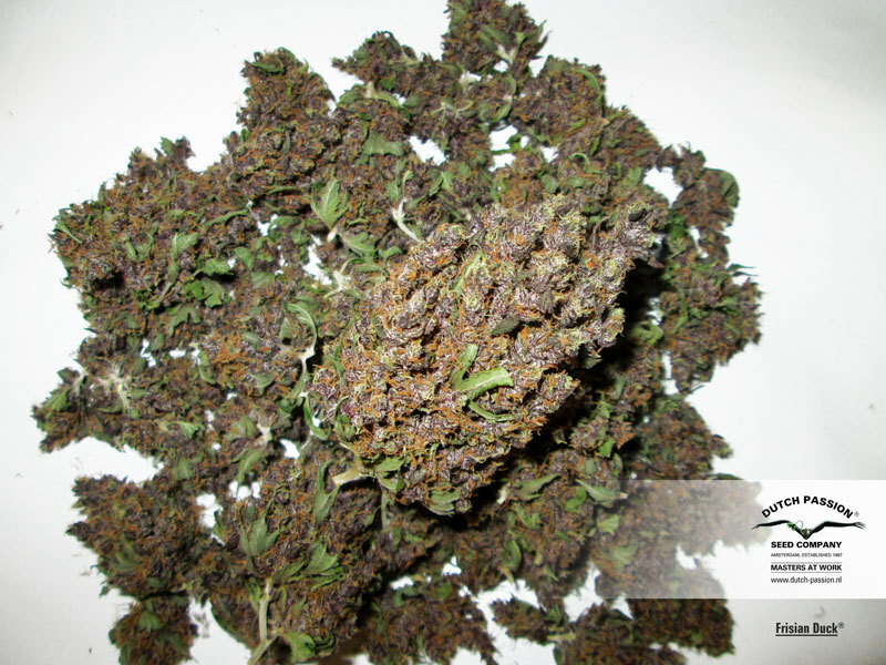 Dutch Passion - Frisian Duck (fem.)