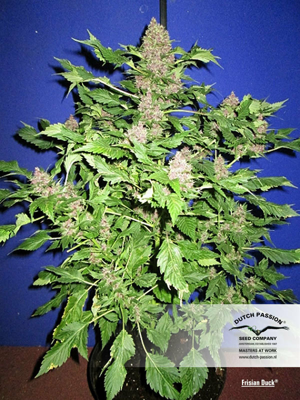 Dutch Passion - Frisian Duck (fem.)