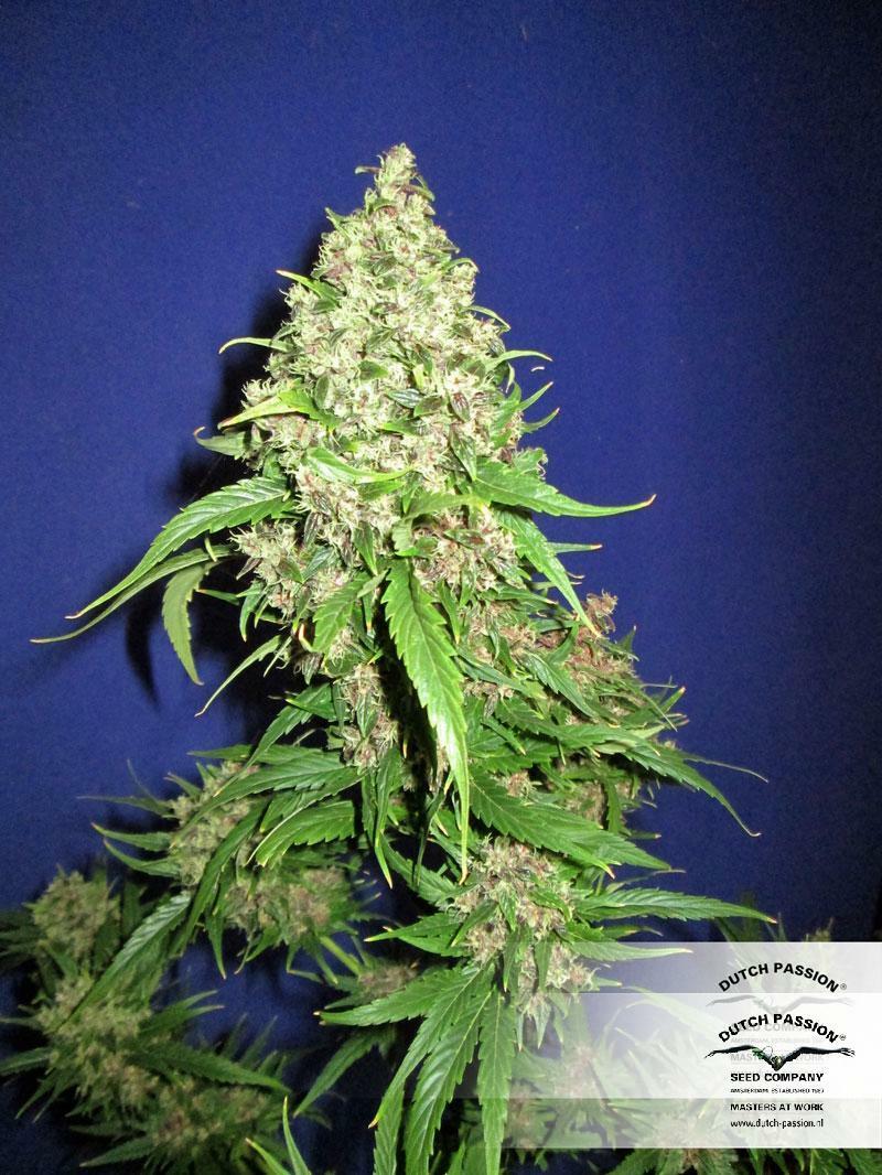 Dutch Passion - Frisian Duck (fem.)
