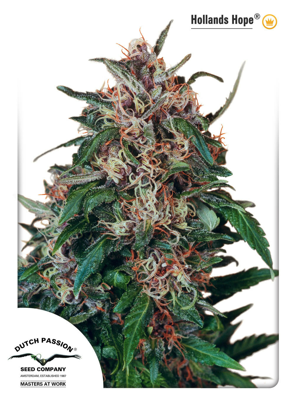 Dutch Passion - Hollands Hope (fem.)