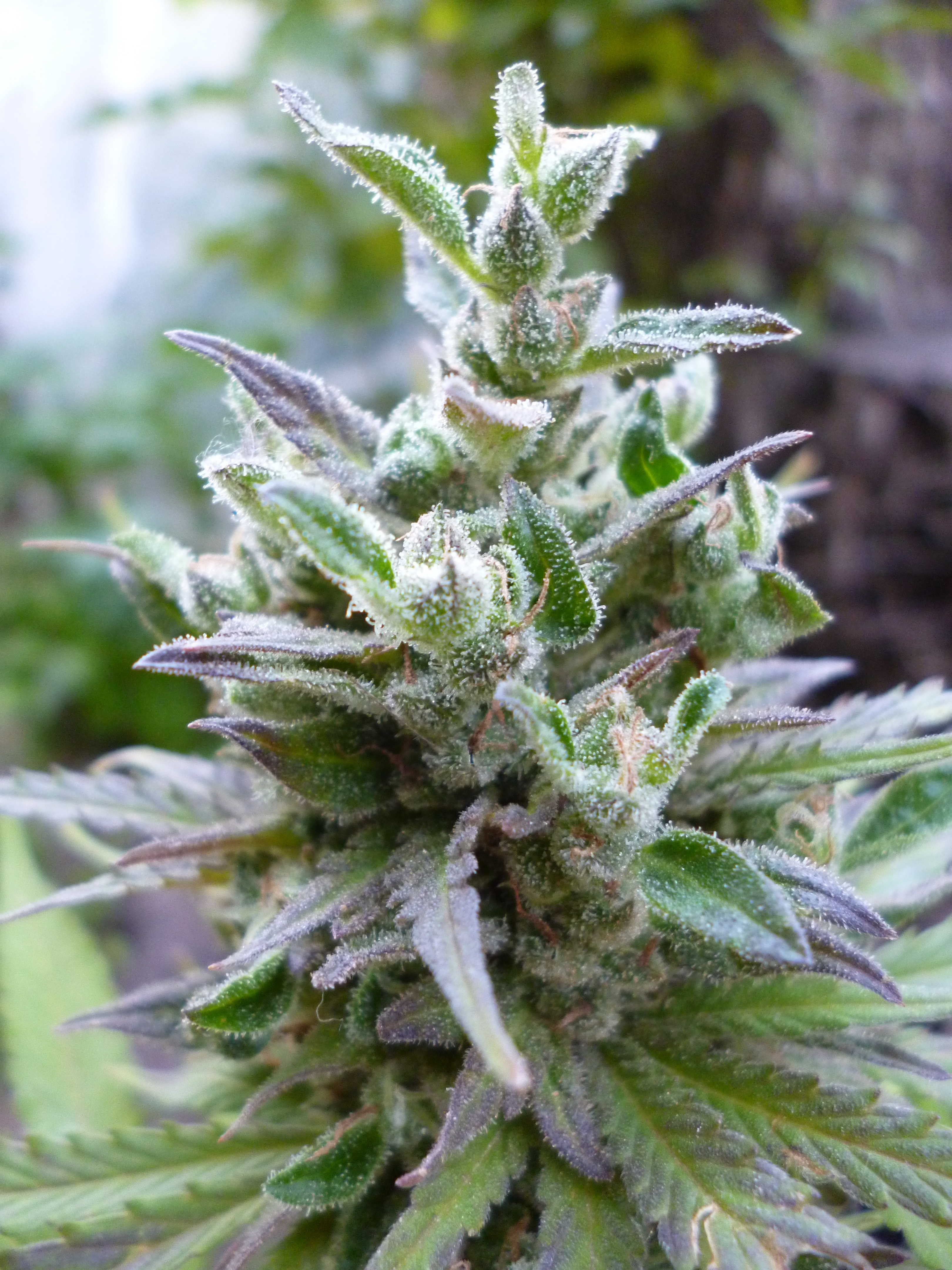 Dutch Passion - Hollands Hope (fem.)