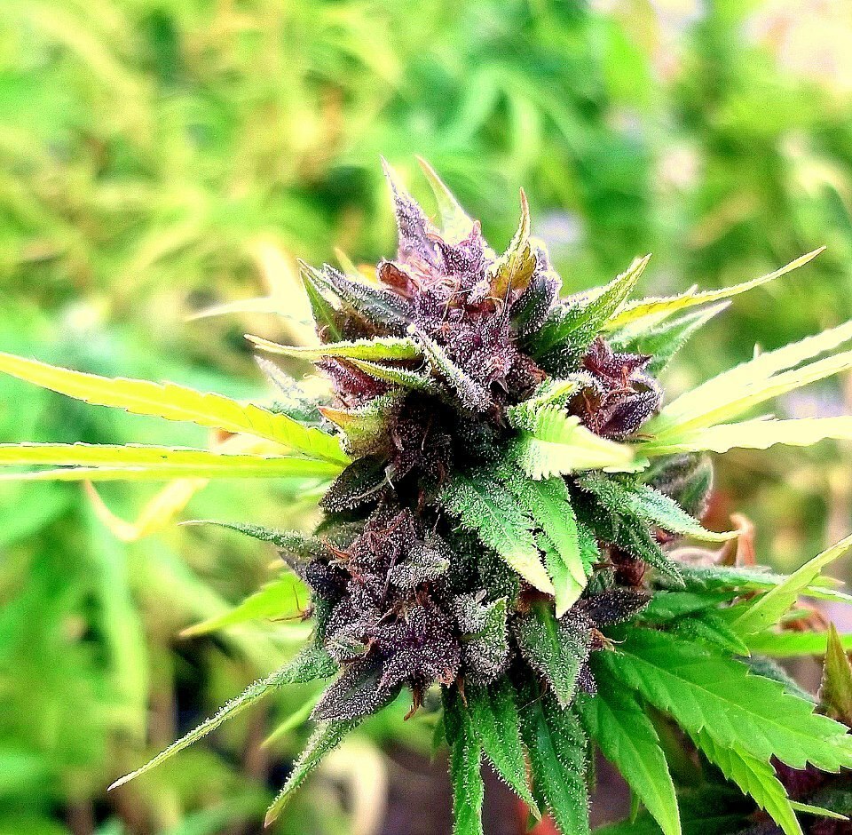 Dutch Passion - Hollands Hope (fem.)