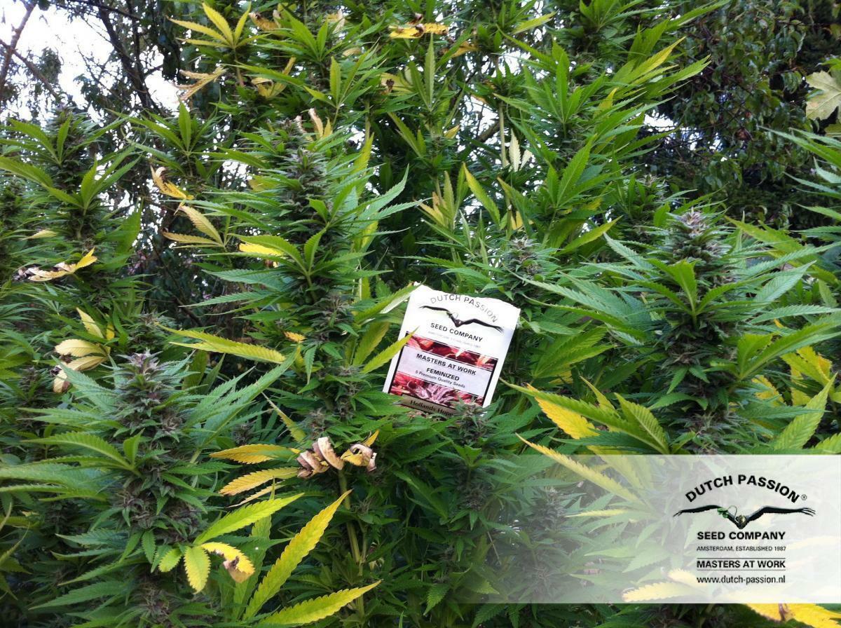 Dutch Passion - Hollands Hope (fem.)