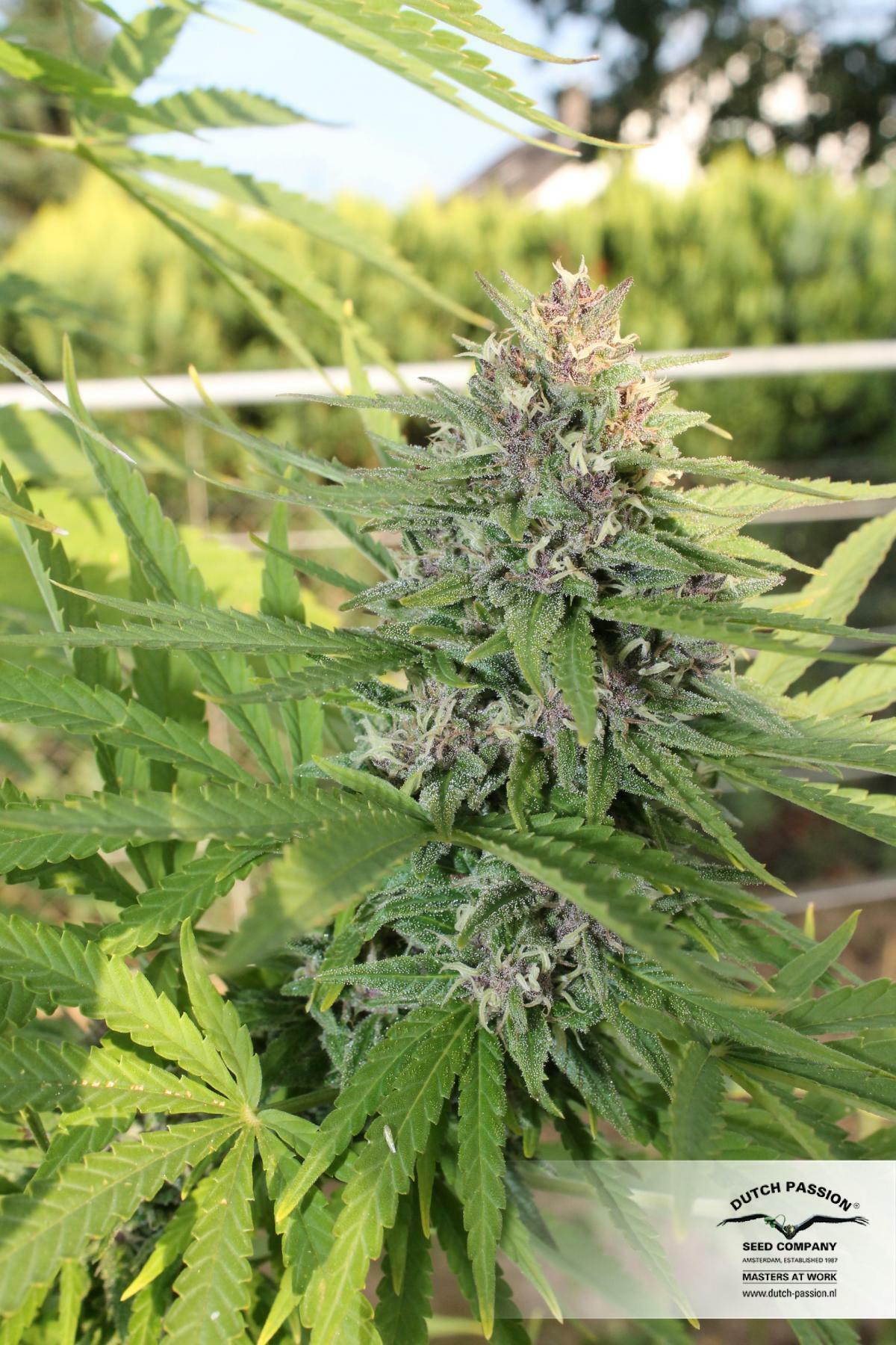 Dutch Passion - Hollands Hope (fem.)