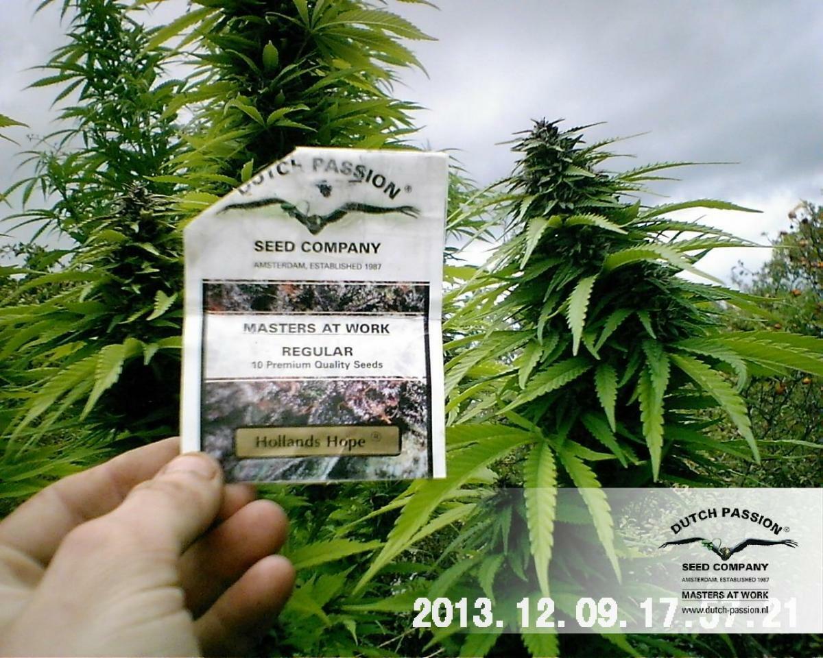 Dutch Passion - Hollands Hope (fem.)