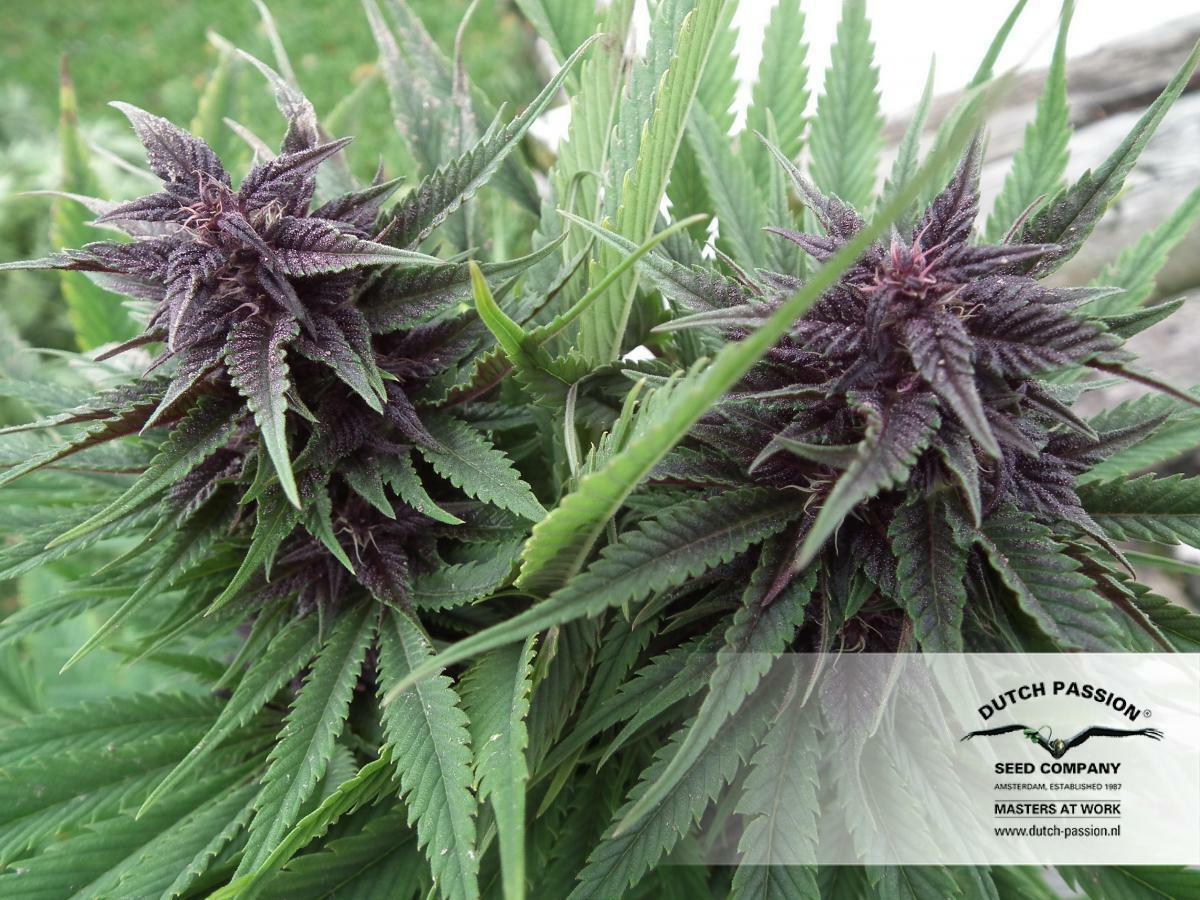 Dutch Passion - Hollands Hope (fem.)